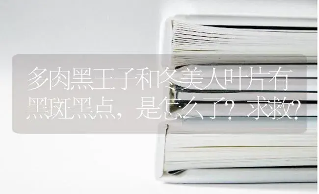 多肉黑王子和冬美人叶片有黑斑黑点,是怎么了？求救？ | 多肉养殖