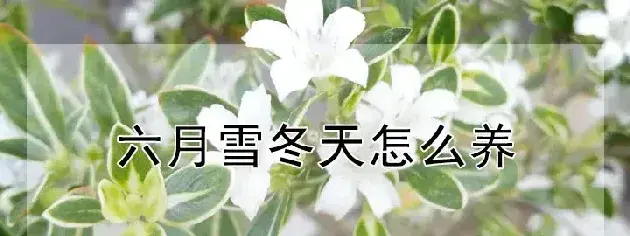 六月雪冬天怎么养