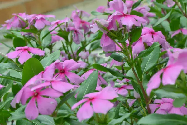 长春花的花语与传说故事