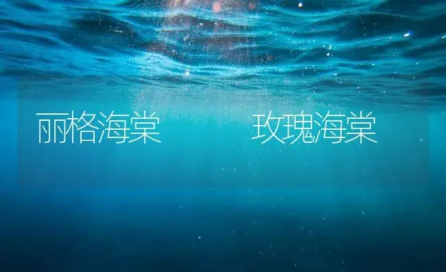 丽格海棠   玫瑰海棠 | 家庭养花