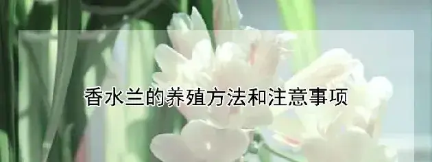 香水兰的养殖方法和注意事项