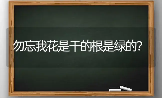 勿忘我花是干的根是绿的？ | 绿植常识