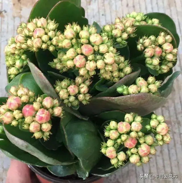 12月长寿花的养殖方法？