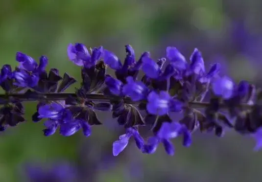 鼠尾草的花语是什么，鼠尾草的传说故事/家庭幸福/家庭观念