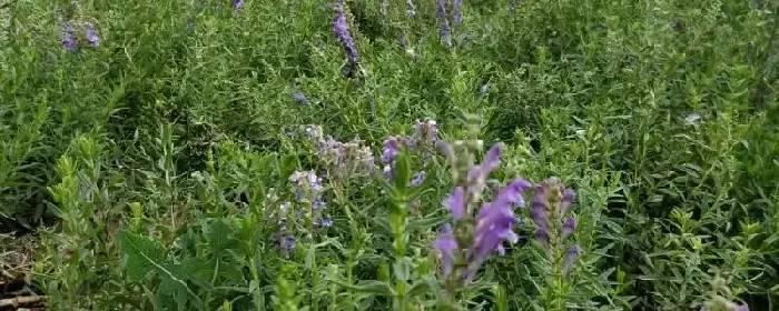 黄芩种植前景如何，附采收时间