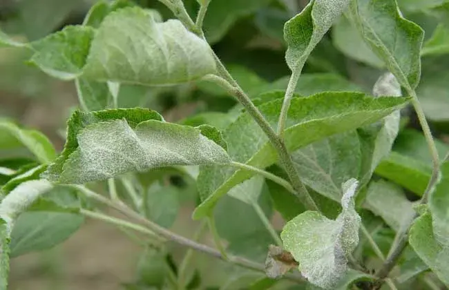 苹果白粉病的防治和治疗措施