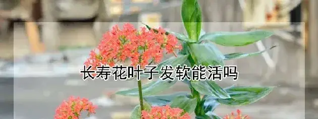 长寿花叶子发软能活吗