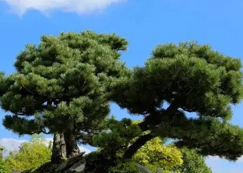 树木盆景 | 徽派树桩盆景造型方法