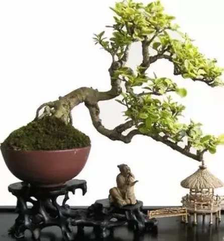 微型盆景 | 微型盆景的造型制作