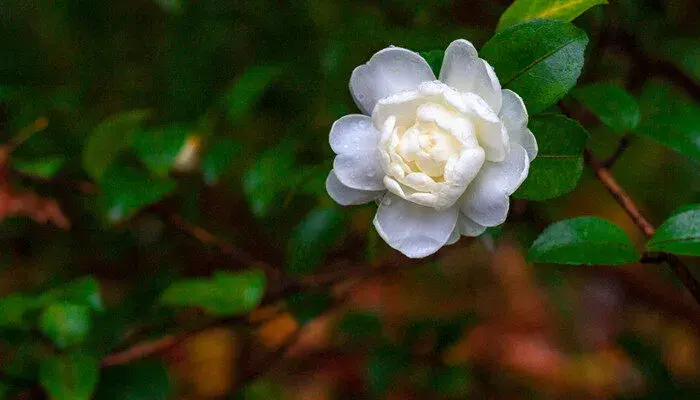 茶花的花语和寓意 茶花的花语和寓意是什么