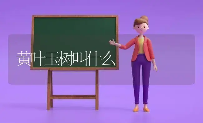 黄叶玉树叫什么 | 多肉养殖