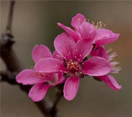 桃花的花语和传说