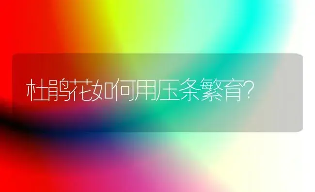 杜鹃花如何用压条繁育？ | 家庭养花