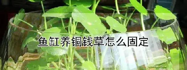 鱼缸养铜钱草怎么固定