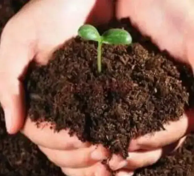 盆栽施肥 | 盆栽植物如何施用有机肥