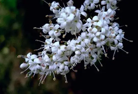 冬青的花语是什么，冬青的传说故事/花语为生命