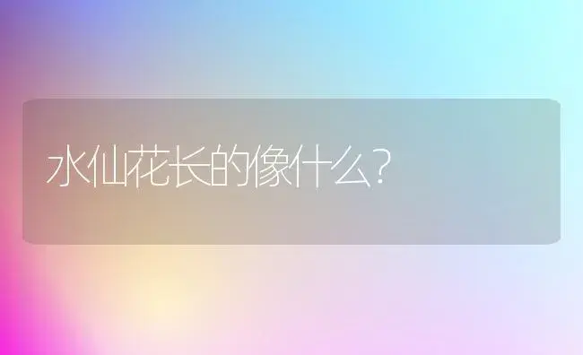 水仙花长的像什么？ | 绿植常识