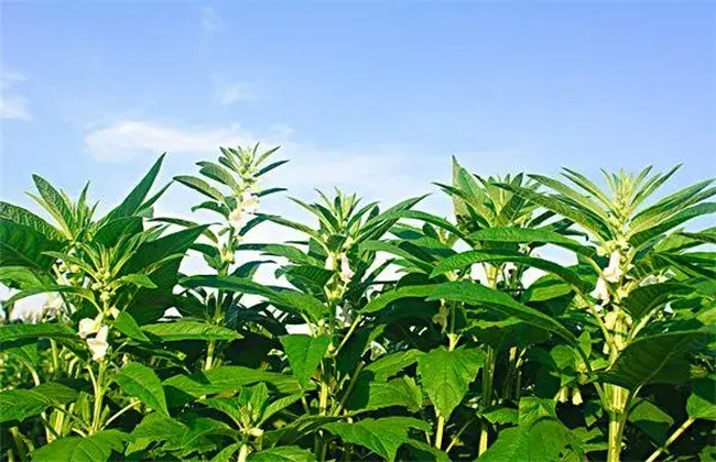 芝麻高产田间管理