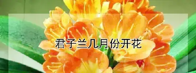 君子兰几月份开花