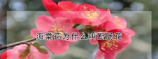 海棠花为什么叫断肠花