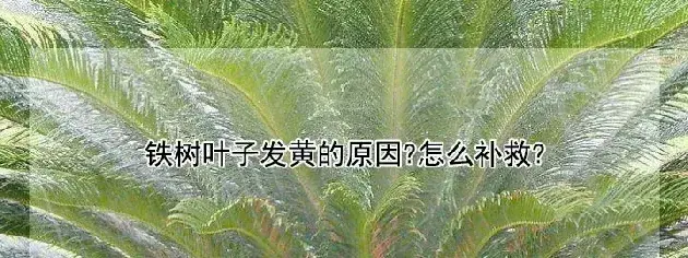 铁树叶子发黄的原因?怎么补救?