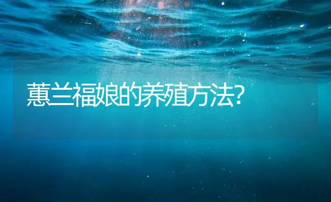 蕙兰福娘的养殖方法？ | 绿植常识