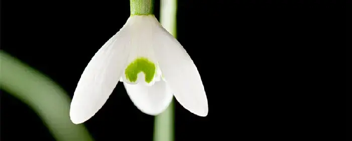 香雪兰花语 香雪兰花语含义