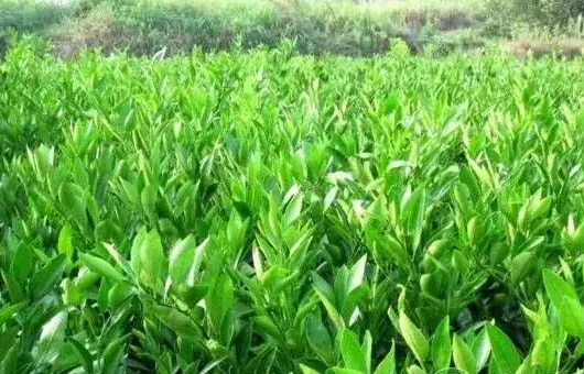 选择优质苗木的四大原则与注意事项
