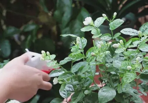 盆景养护管理 | 茉莉花生长缓慢且不开花怎么办