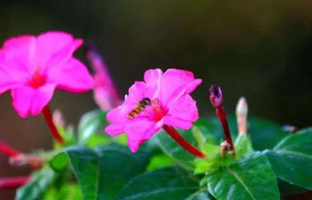 夜香花花期是什么时候，花语有什么意思？