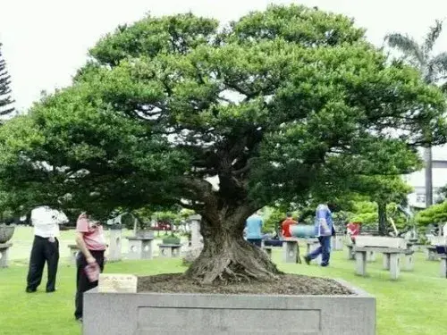 风水盆栽 | 黄杨盆景风水