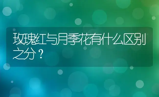 玫瑰红与月季花有什么区别之分？ | 绿植常识