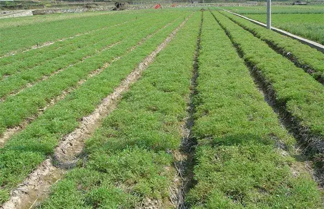 怎样栽培延胡索