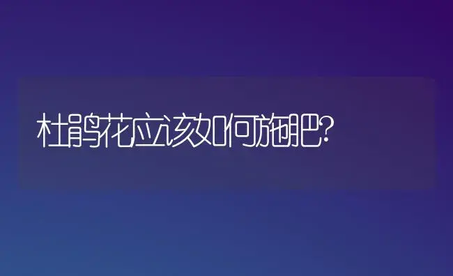 杜鹃花应该如何施肥? | 家庭养花