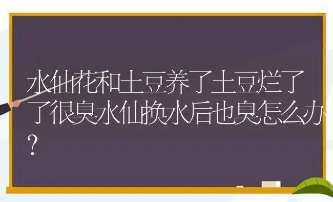 水仙花和土豆养了土豆烂了了很臭水仙换水后也臭怎么办？ | 绿植常识