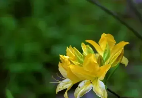 室内不适合养的花卉