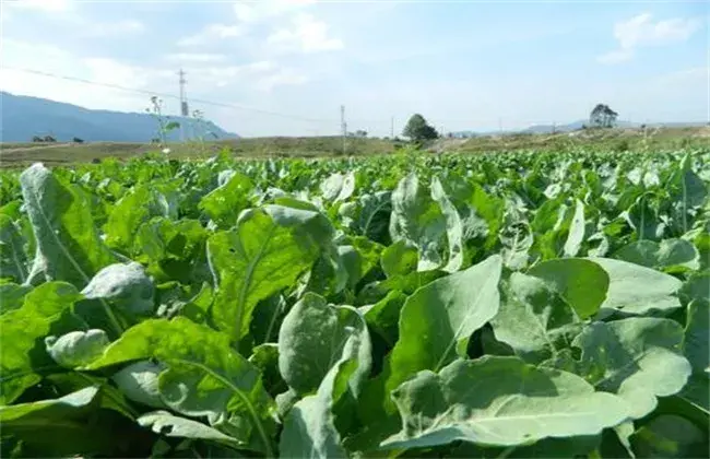 板蓝根种植技术要点