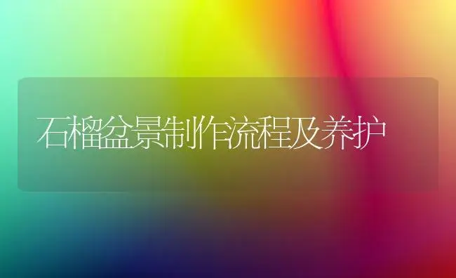 石榴盆景制作流程及养护 | 果木种植