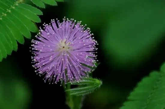 含羞草的花语及传说，花语代表害羞以及礼貌