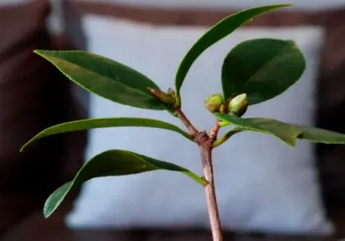 盆栽浇水 | 茶花有花蕾后怎样浇水