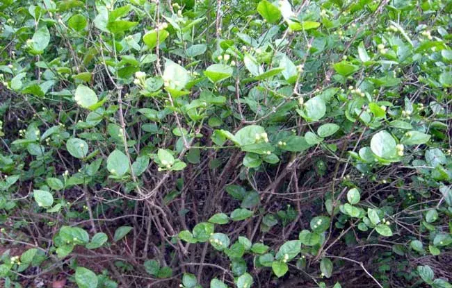 茉莉花花语和传说有哪些？