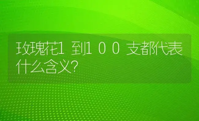 玫瑰花1到100支都代表什么含义？ | 绿植常识