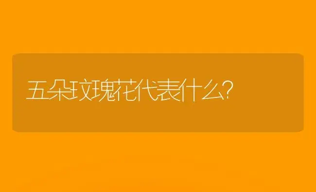 五朵玟瑰花代表什么？ | 绿植常识