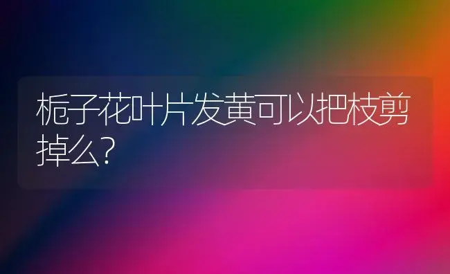 三朵白色康乃馨代表什么意思？ | 绿植常识