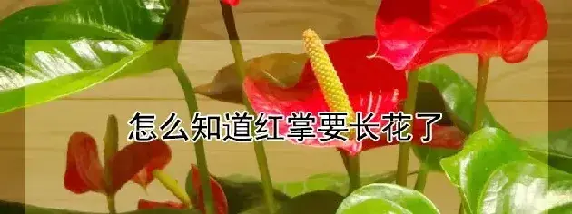 怎么知道红掌要长花了