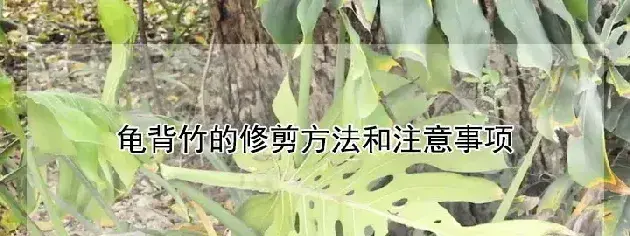 龟背竹的修剪方法和注意事项