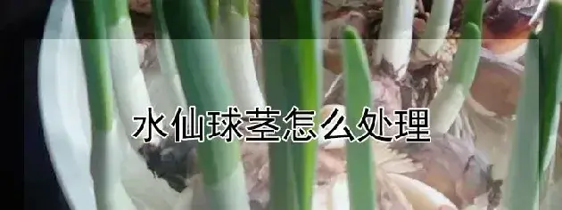 水仙球茎怎么处理