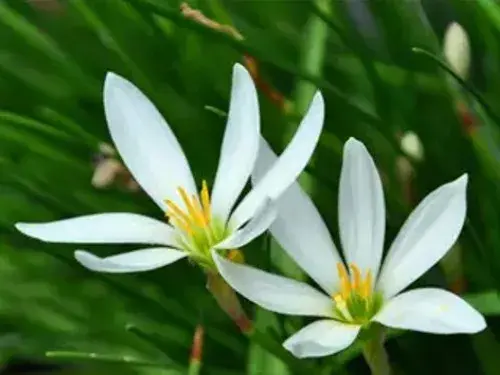 花卉果蔬盆景 | 葱兰什么时候开花