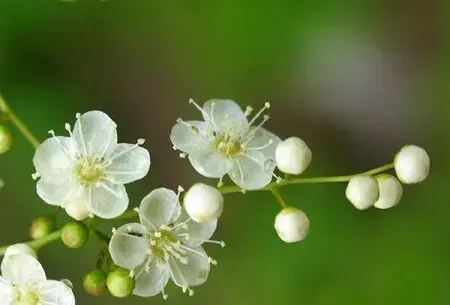 珍珠梅的花语是什么