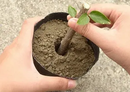 盆栽育苗 | 植物扦插繁殖新技术图解